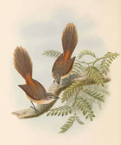 Ilustrasi dokumenter Rhipidura opistherythra pada pelat dengan beberapa figur burung