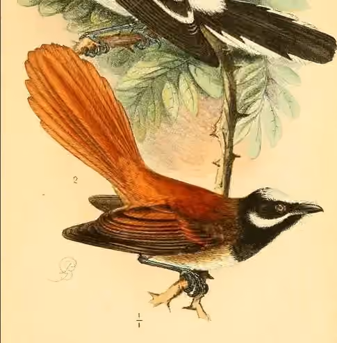 Ilustrasi Rhipidura matthiae dalam potongan pelat yang masih memuat sebagian figur burung lain.