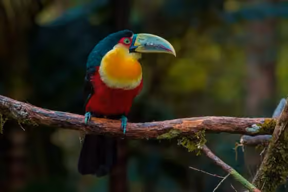 Dokumentasi Ramphastos dicolorus