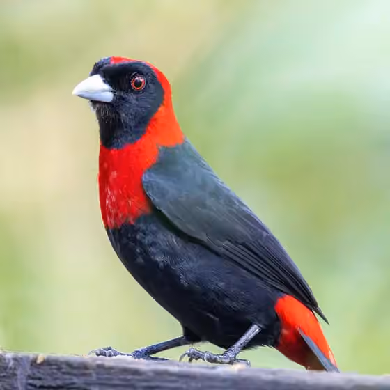 Dokumentasi Ramphocelus sanguinolentus