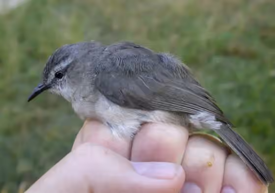 Dokumentasi Randia pseudozosterops