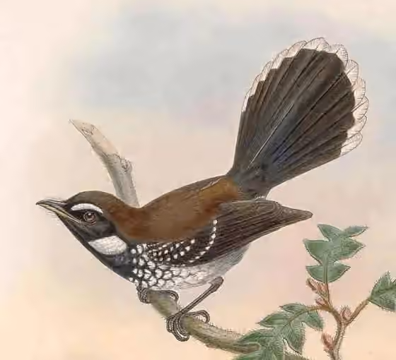 Ilustrasi dokumenter Rhipidura leucothorax