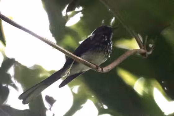 Dokumentasi Rhipidura perlata