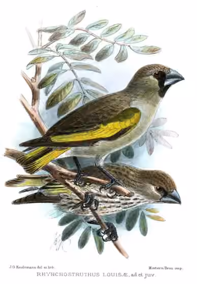 Ilustrasi dokumenter Rhynchostruthus louisae pada pelat dengan beberapa figur burung