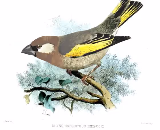 Cuplikan ilustrasi dokumenter Rhynchostruthus percivali dengan sebagian figur terpotong