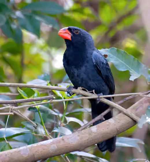 Dokumentasi Saltator fuliginosus
