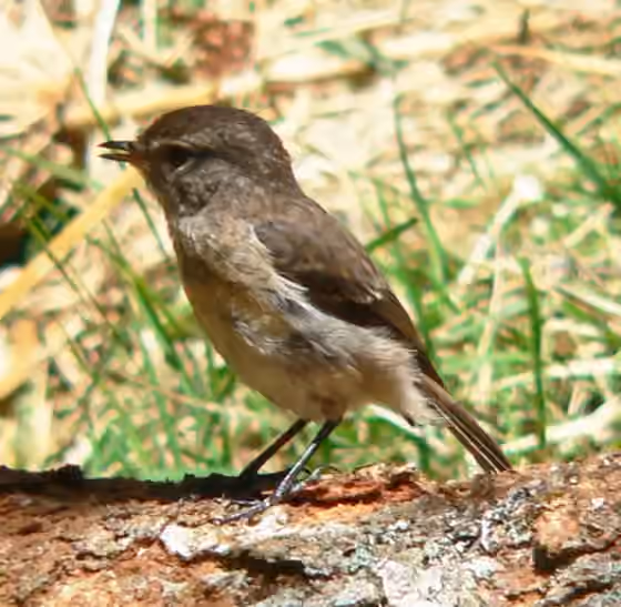 Dokumentasi Saxicola tectes
