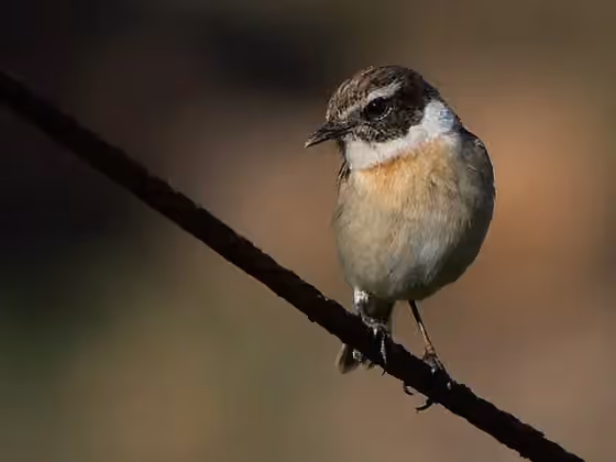 Dokumentasi Saxicola dacotiae
