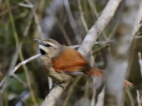 Dokumentasi Synallaxis scutata