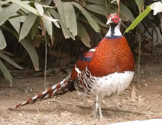 Dokumentasi Syrmaticus ellioti