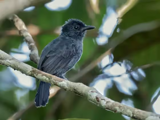 Dokumentasi Thamnophilus divisorius