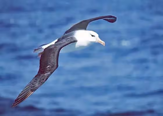 Dokumentasi Thalassarche melanophris