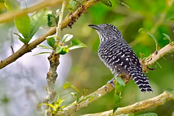 Dokumentasi Thamnophilus multistriatus