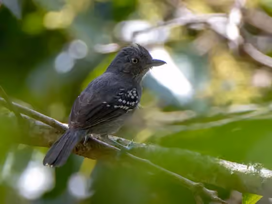 Dokumentasi Thamnophilus aroyae