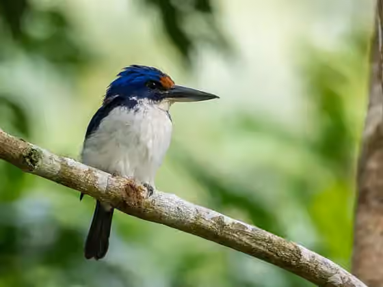 Dokumentasi Todiramphus winchelli