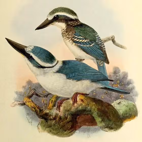Ilustrasi Todiramphus tutus
