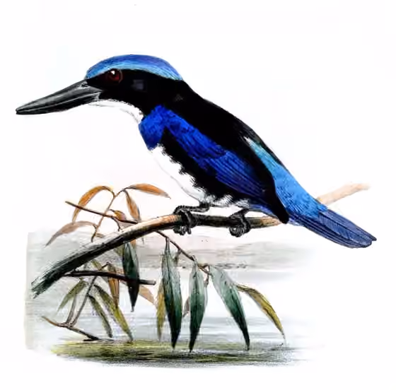 Ilustrasi Todiramphus nigrocyaneus