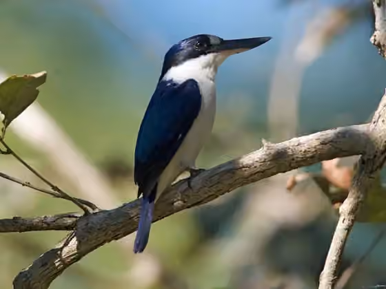 Dokumentasi Todiramphus macleayii