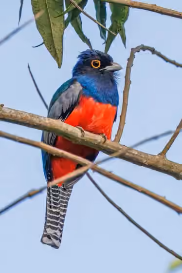 Dokumentasi Trogon curucui