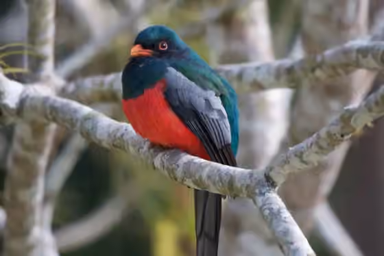 Dokumentasi Trogon massena