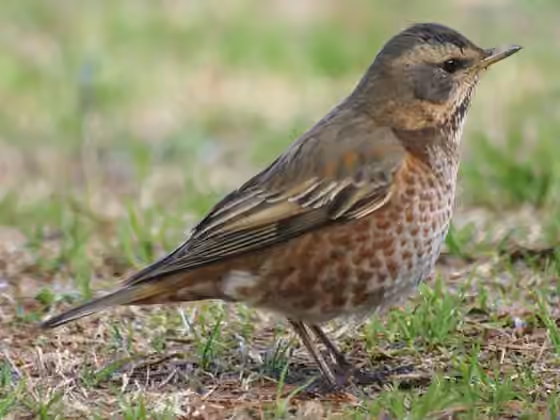 Dokumentasi Turdus naumanni