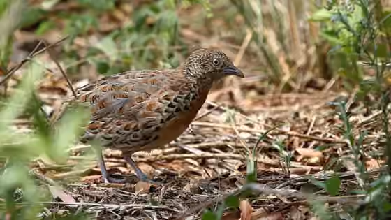 Dokumentasi Turnix sylvaticus