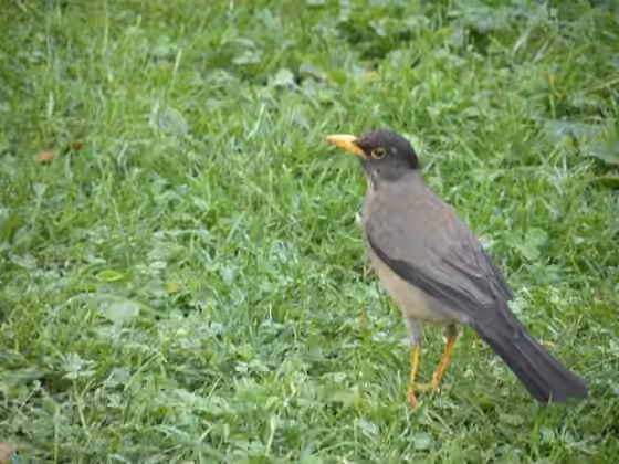 Dokumentasi Turdus falcklandii