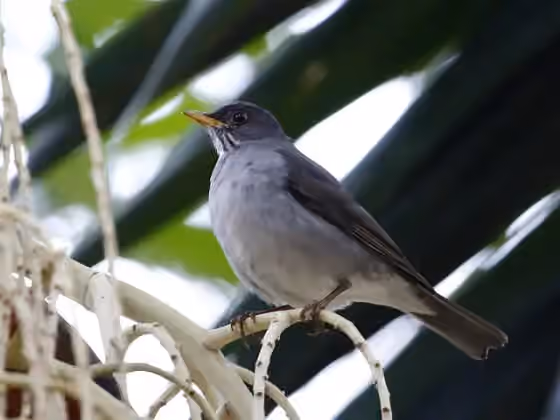 Dokumentasi Turdus subalaris