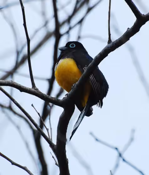 Dokumentasi Trogon melanocephalus