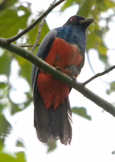 Dokumentasi Trogon melanurus