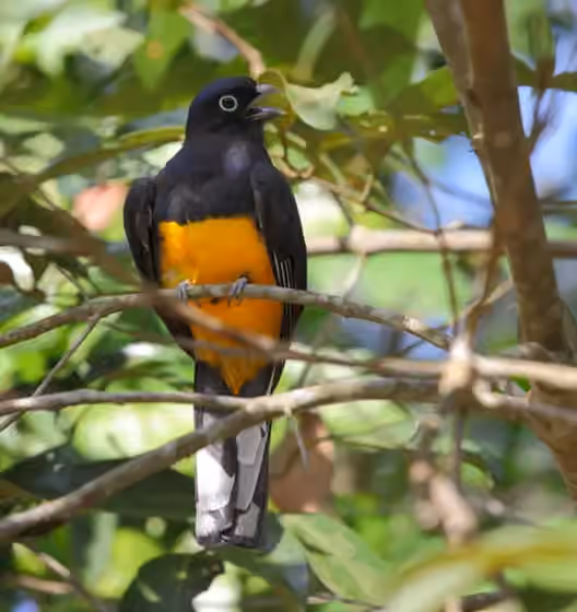 Dokumentasi Trogon viridis