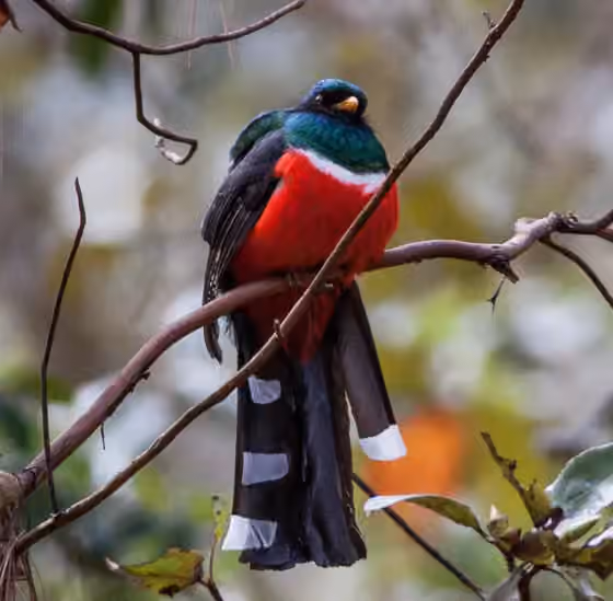 Dokumentasi Trogon mexicanus