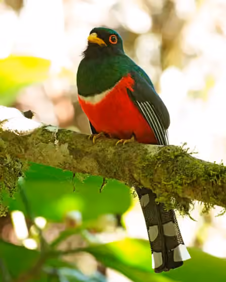 Dokumentasi Trogon personatus