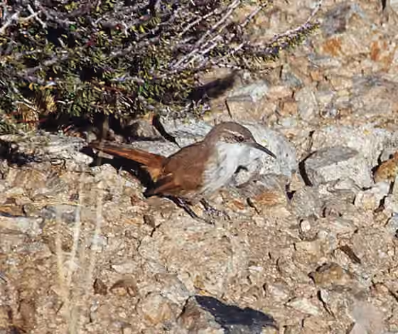 Dokumentasi Upucerthia albigula
