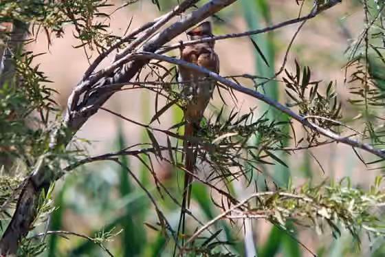 Dokumentasi Urocolius indicus