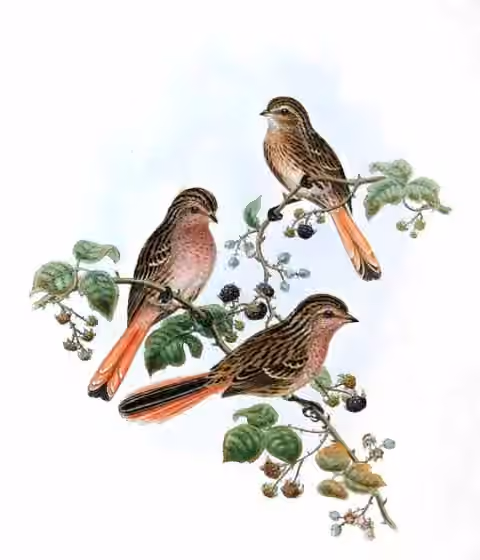 Ilustrasi Urocynchramus pylzowi