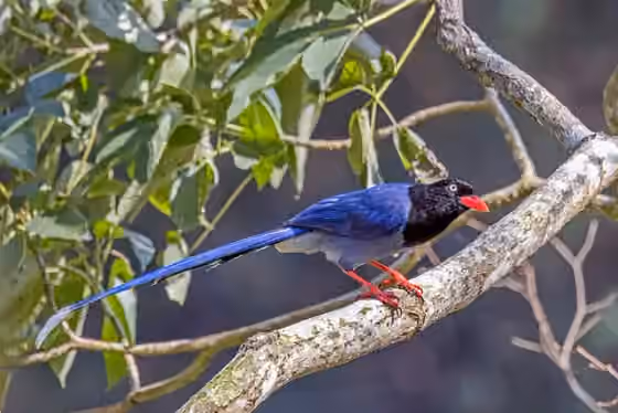 Dokumentasi Urocissa caerulea