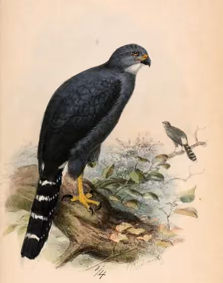 Ilustrasi dokumenter Urotriorchis macrourus pada pelat dengan beberapa figur burung