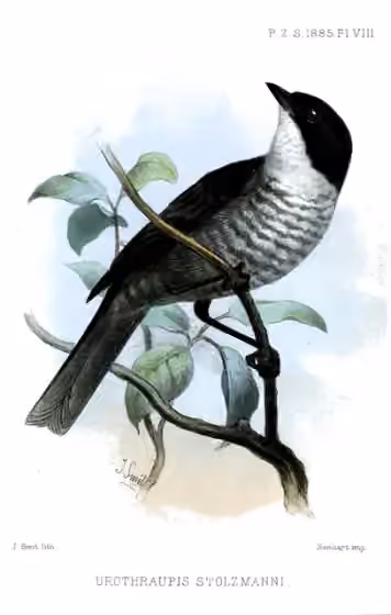 Ilustrasi Urothraupis stolzmanni