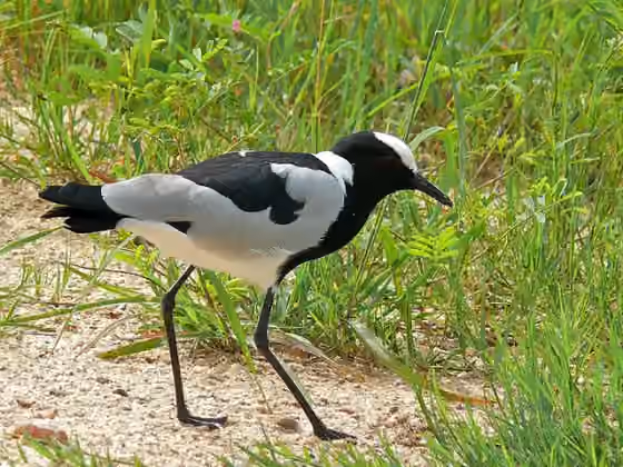 Dokumentasi Vanellus armatus