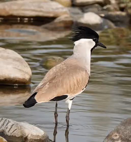 Dokumentasi Vanellus duvaucelii