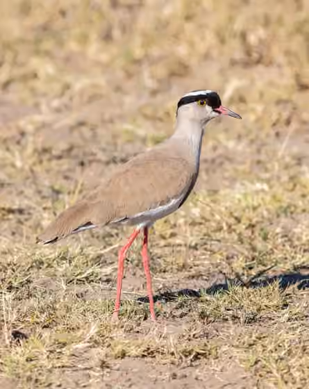 Dokumentasi Vanellus coronatus