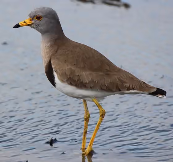 Dokumentasi Vanellus cinereus