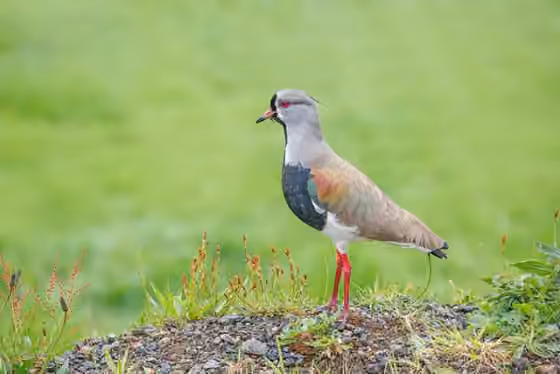 Dokumentasi Vanellus chilensis