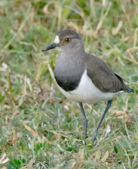Dokumentasi Vanellus lugubris