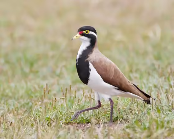 Dokumentasi Vanellus tricolor