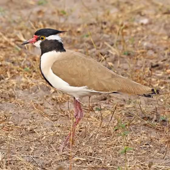 Dokumentasi Vanellus tectus
