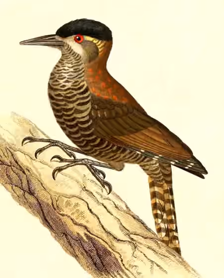 Ilustrasi Veniliornis nigriceps