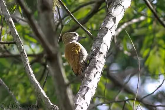 Dokumentasi Veniliornis passerinus