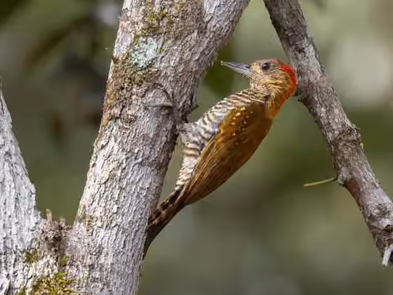 Dokumentasi Veniliornis affinis